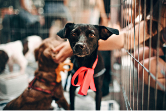 Un chien noir avec un ruban rouge autour du cou, regardant attentivement à travers les barreaux d'un enclos, symbolisant l'espoir et l'attente d'une nouvelle famille dans un refuge